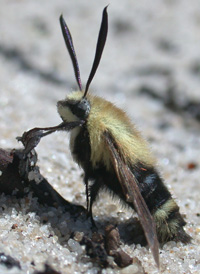 Snowberry Clearwing